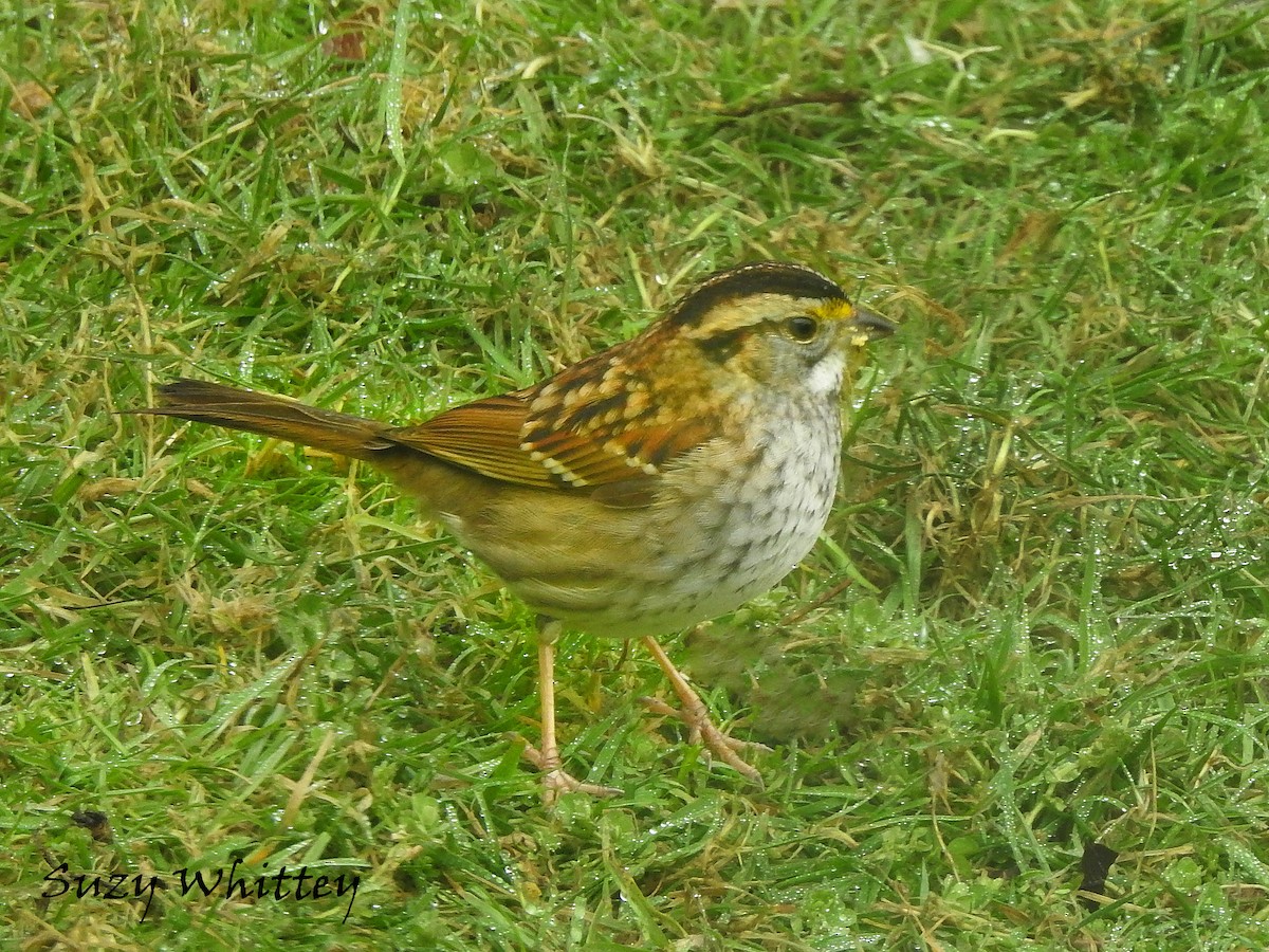 White-throated Sparrow - ML417761621