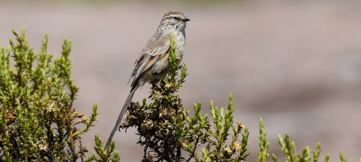 Streaked Tit-Spinetail - ML417762121