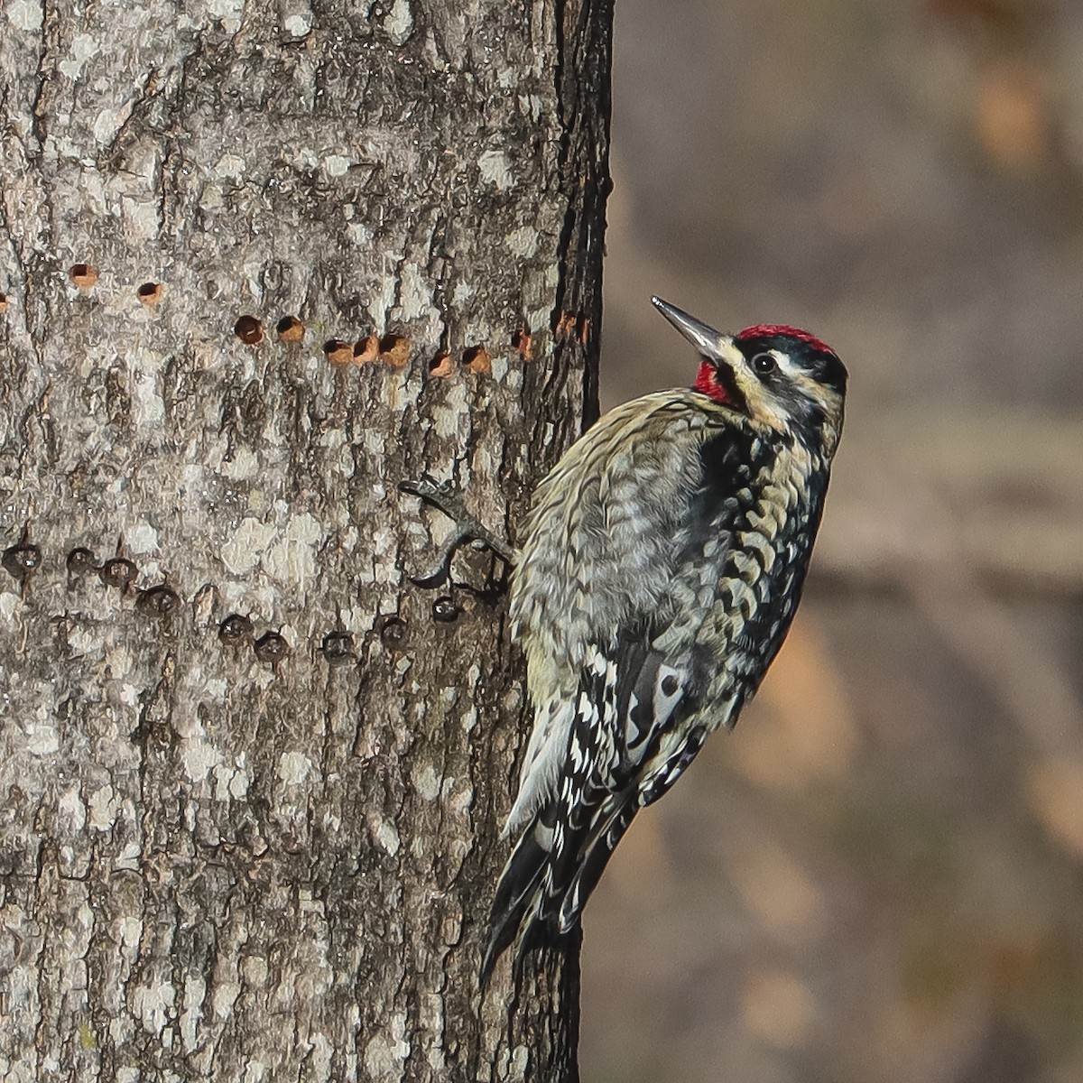 Yellow-bellied Sapsucker - ML417762471
