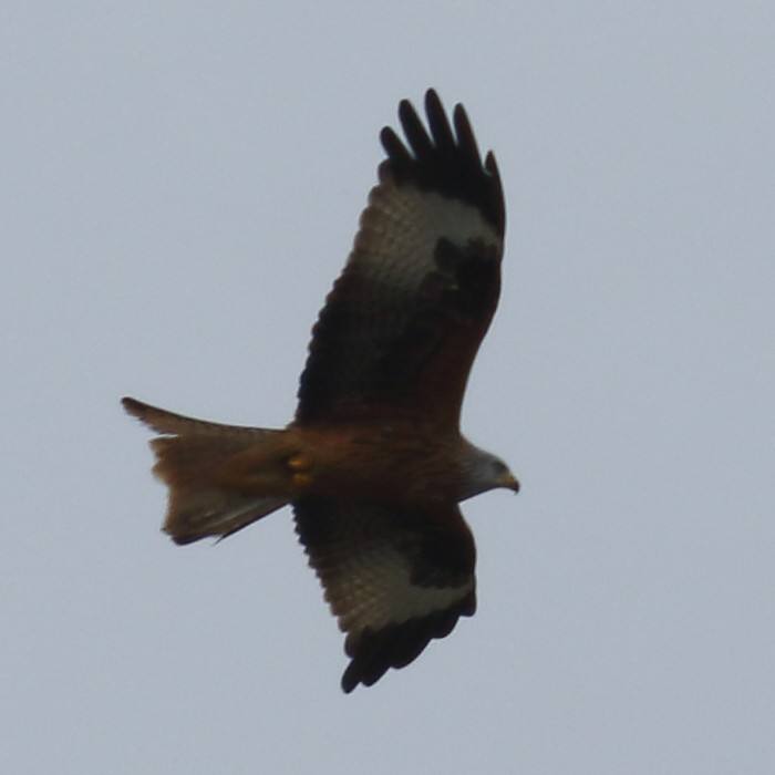 Red Kite - ML417765051