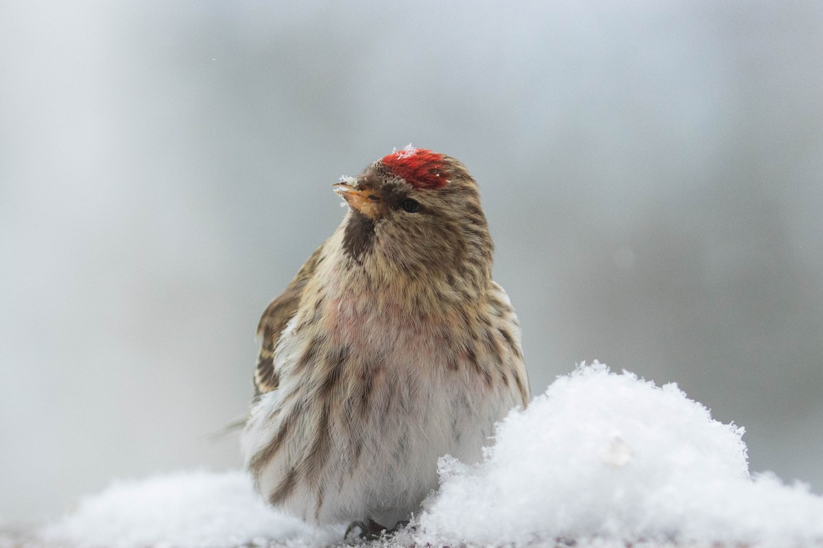 Redpoll (Common) - ML417765161