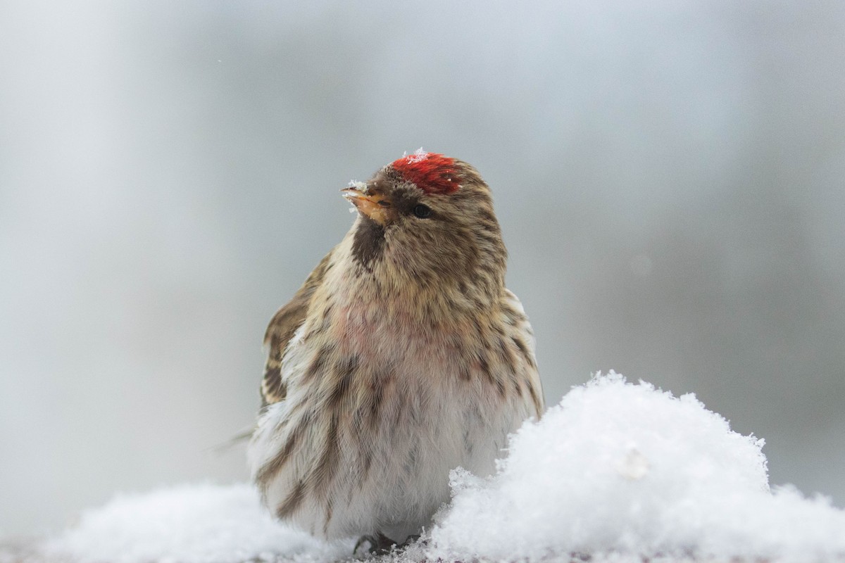 Common Redpoll - ML417765161