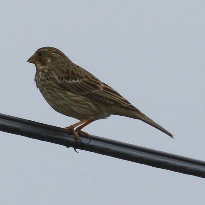 Corn Bunting - ML417765241