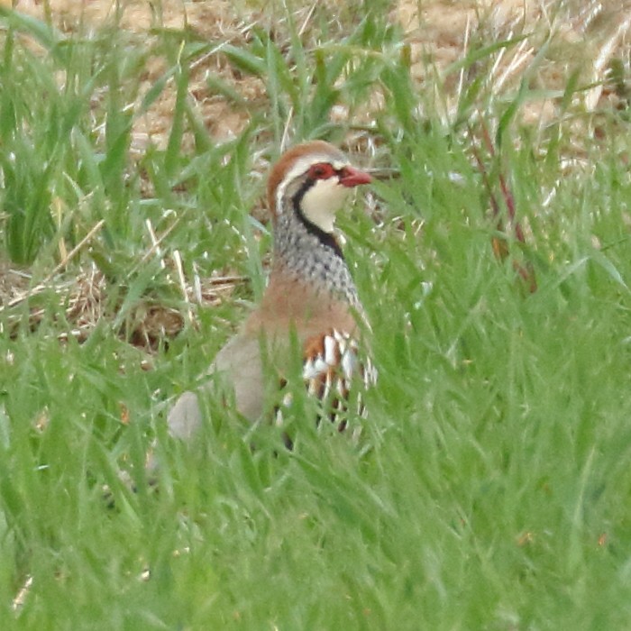 Red-legged Partridge - ML417765331