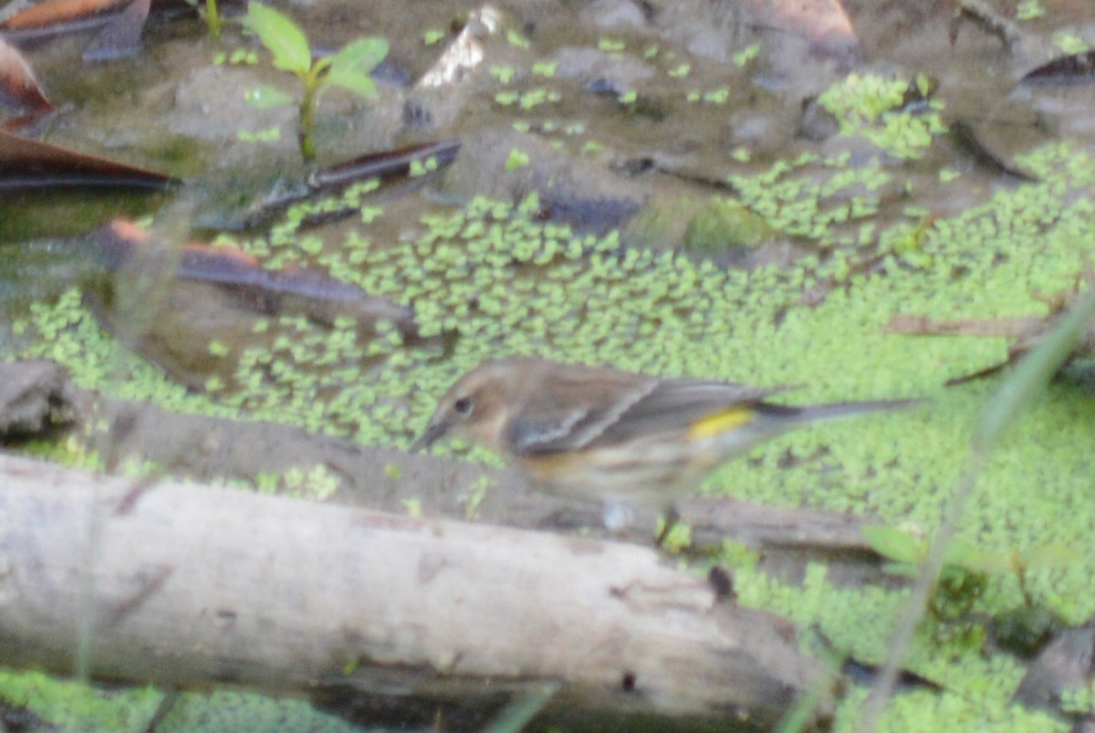 Yellow-rumped Warbler - ML41776601