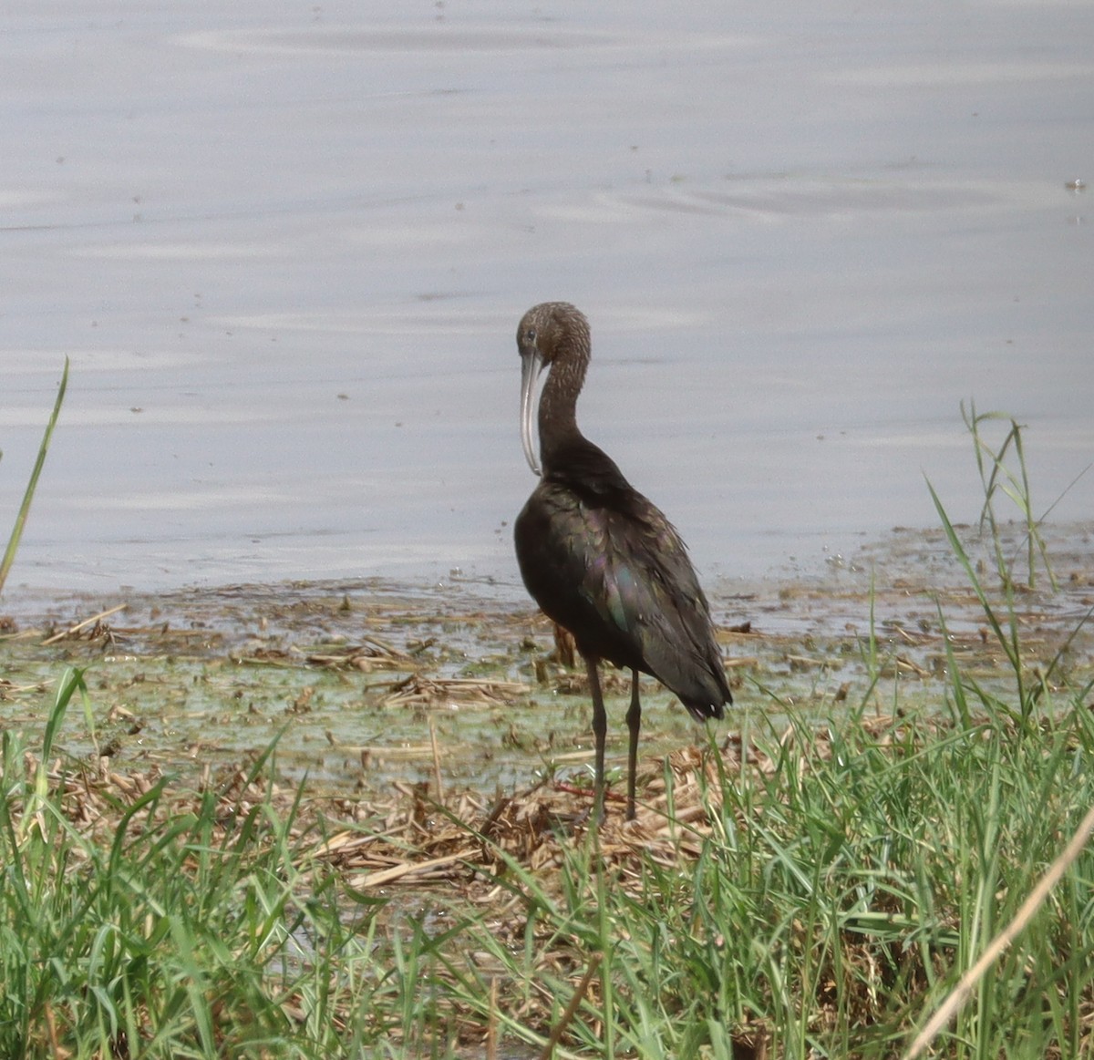 Glossy Ibis - Lindy Fung
