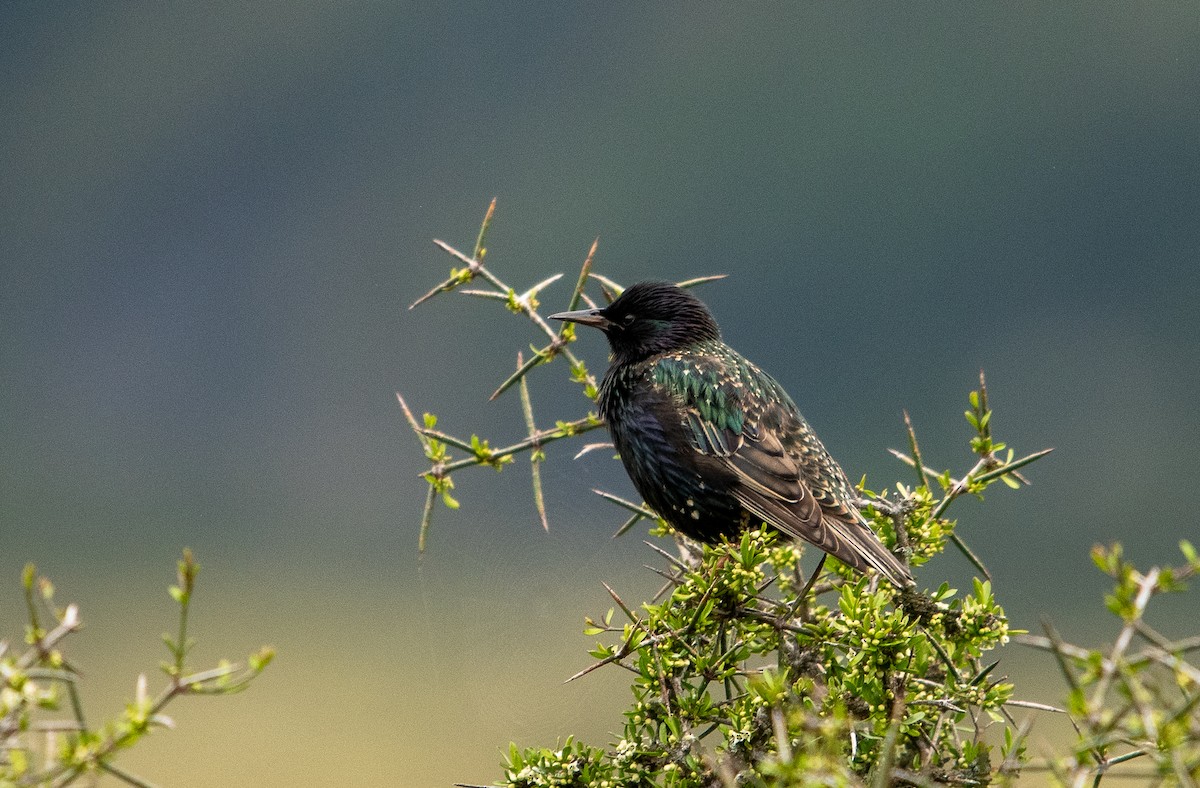 European Starling - ML417767761