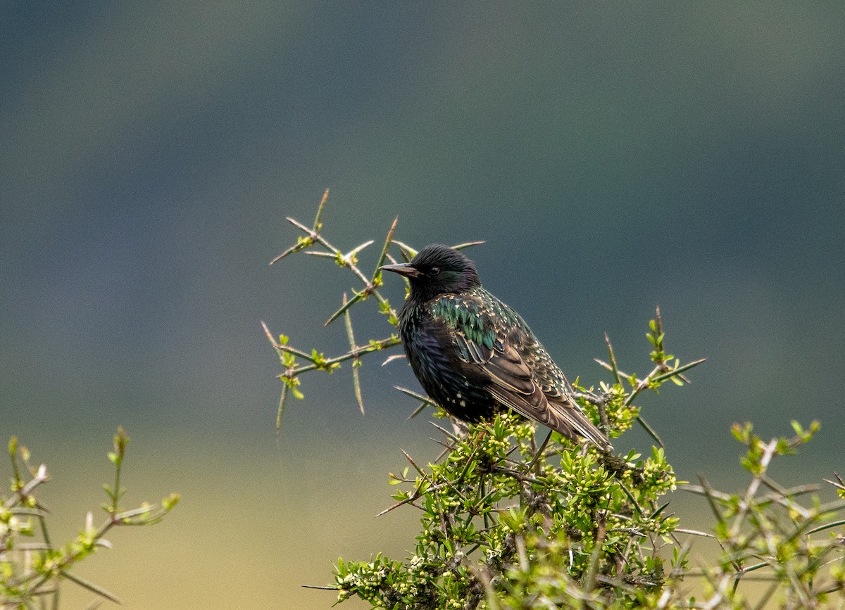 European Starling - ML417767781