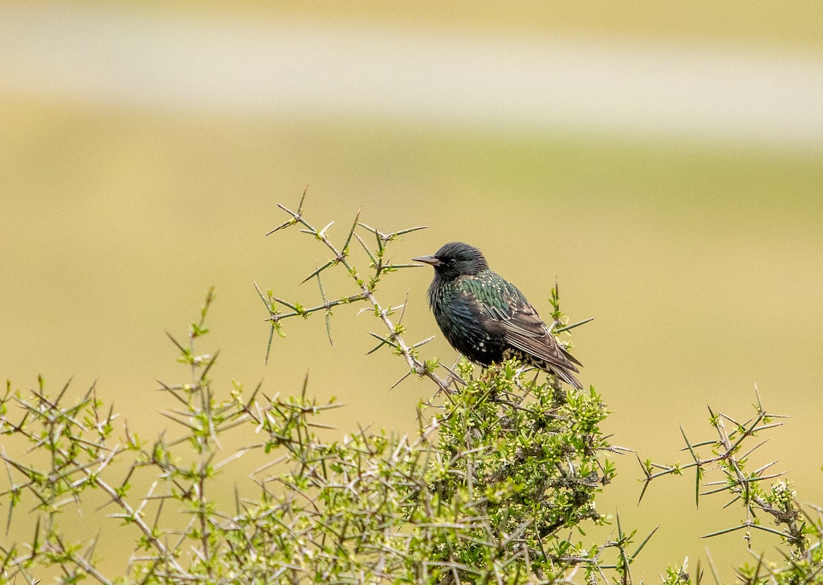 European Starling - ML417767791