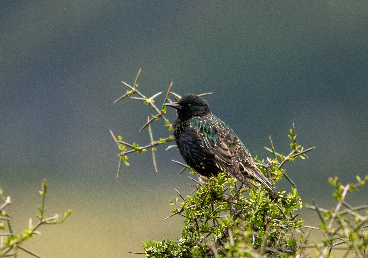 European Starling - ML417767801