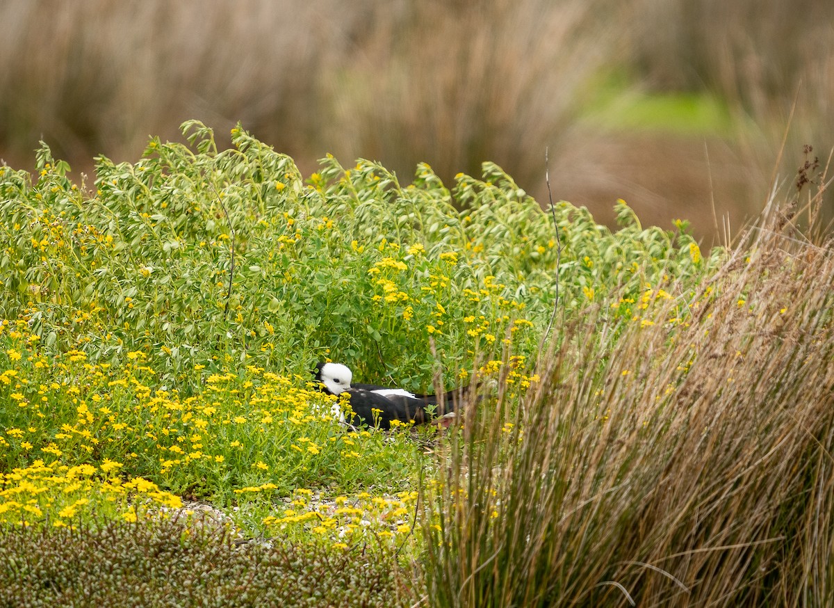 Pied Stilt - ML417768811