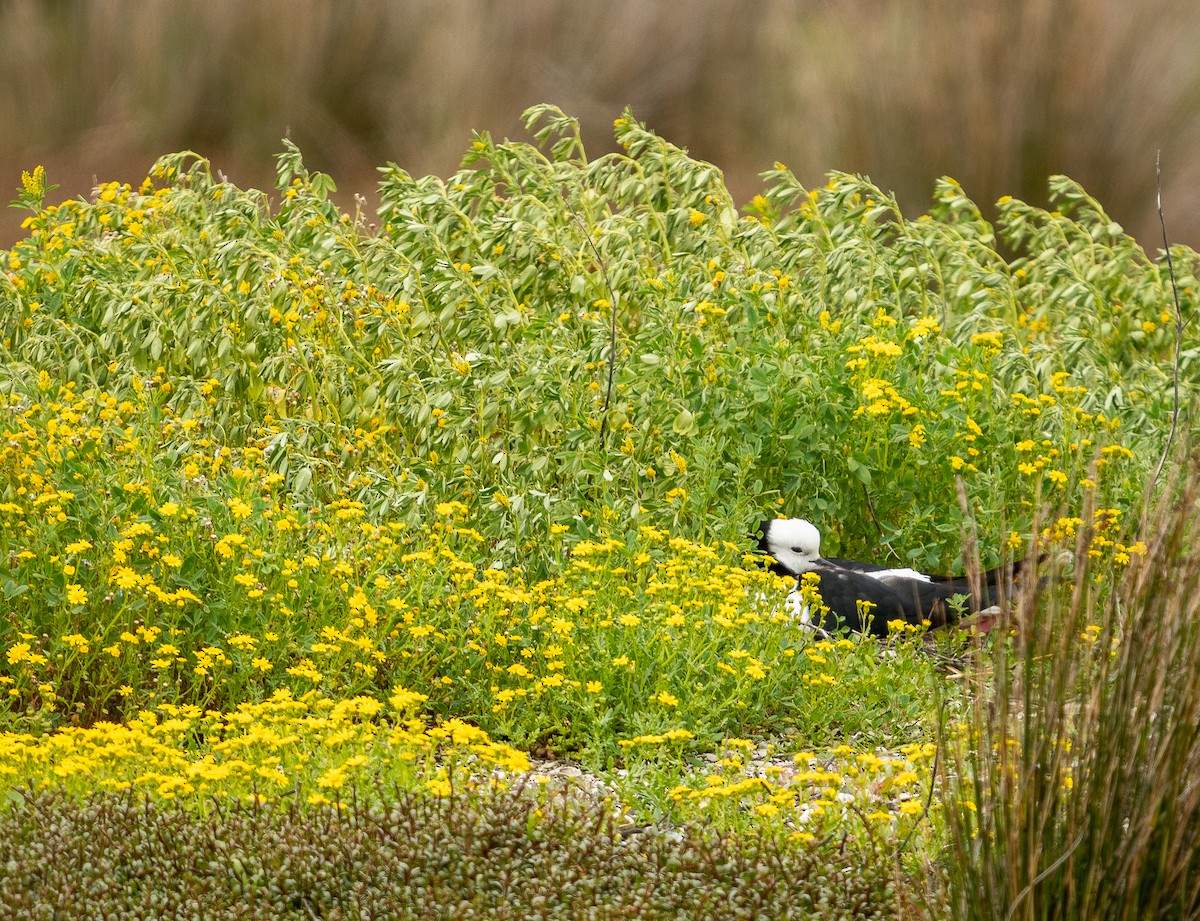 Pied Stilt - ML417768821