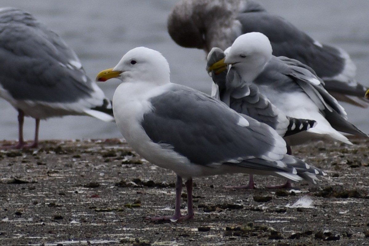 Western x Glaucous-winged Gull (hybrid) - ML417770211