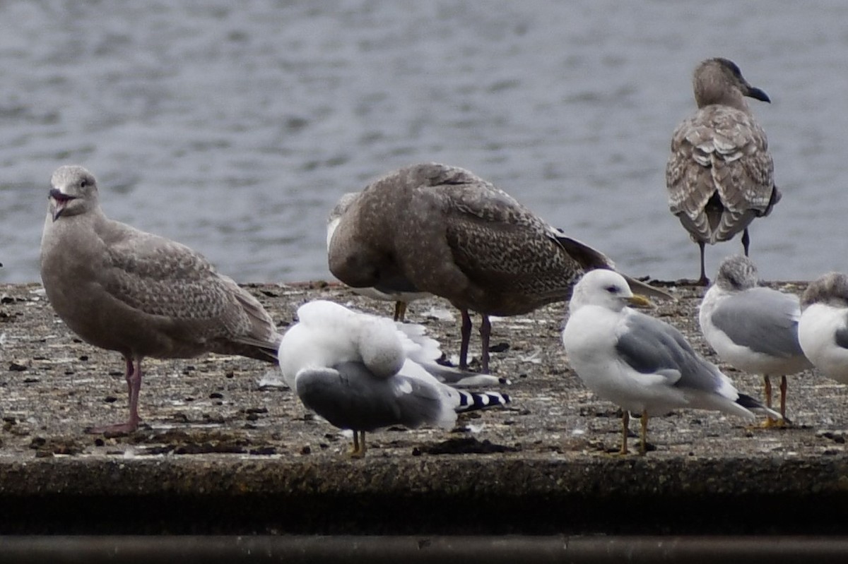 Western x Glaucous-winged Gull (hybrid) - ML417770231