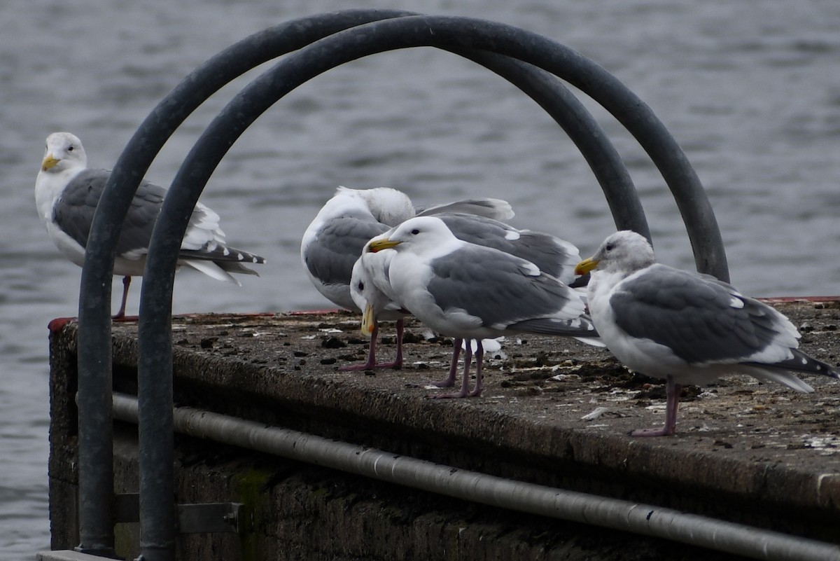 Western x Glaucous-winged Gull (hybrid) - Arlene Hamburg