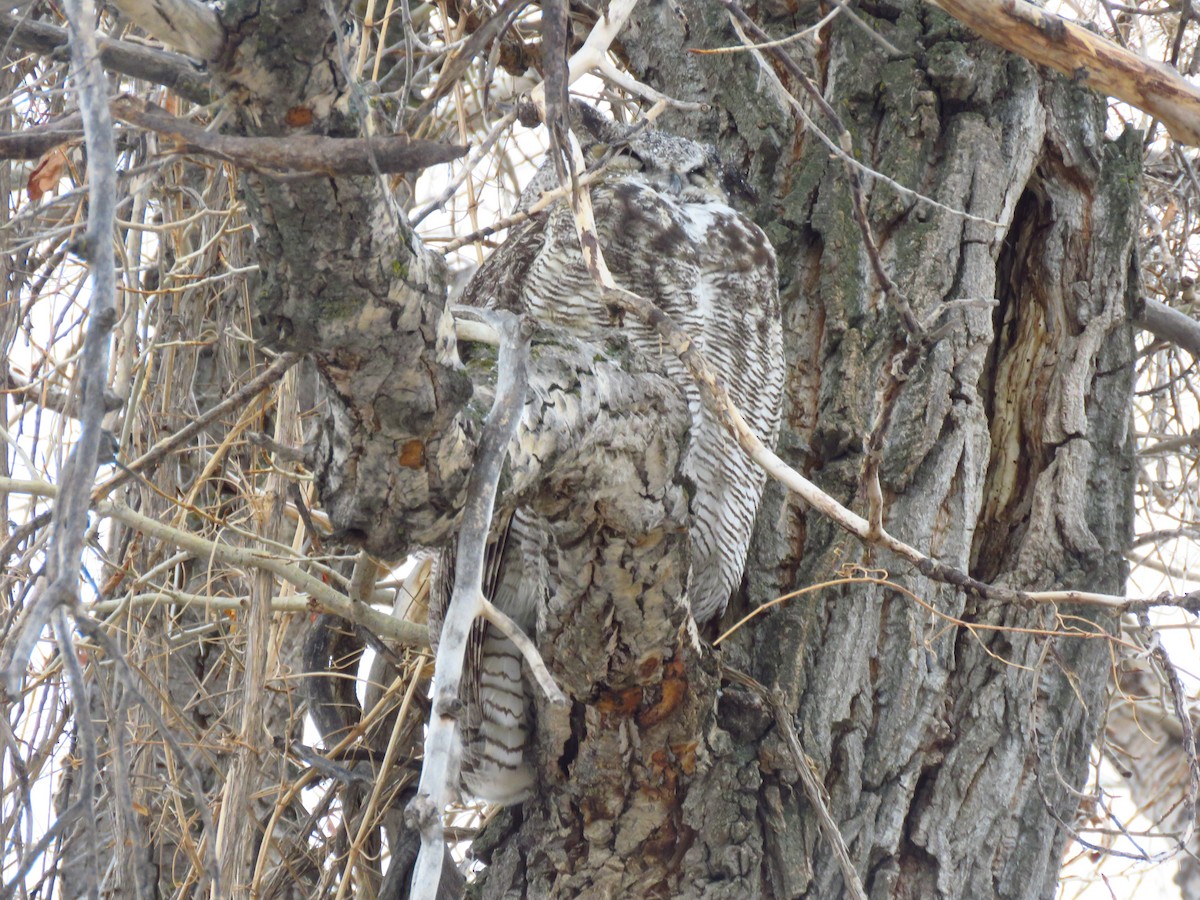 Great Horned Owl - ML417770391