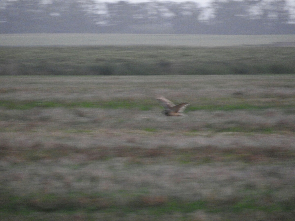 Short-eared Owl - ML417770861