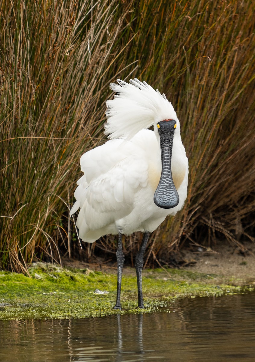 Royal Spoonbill - ML417771611