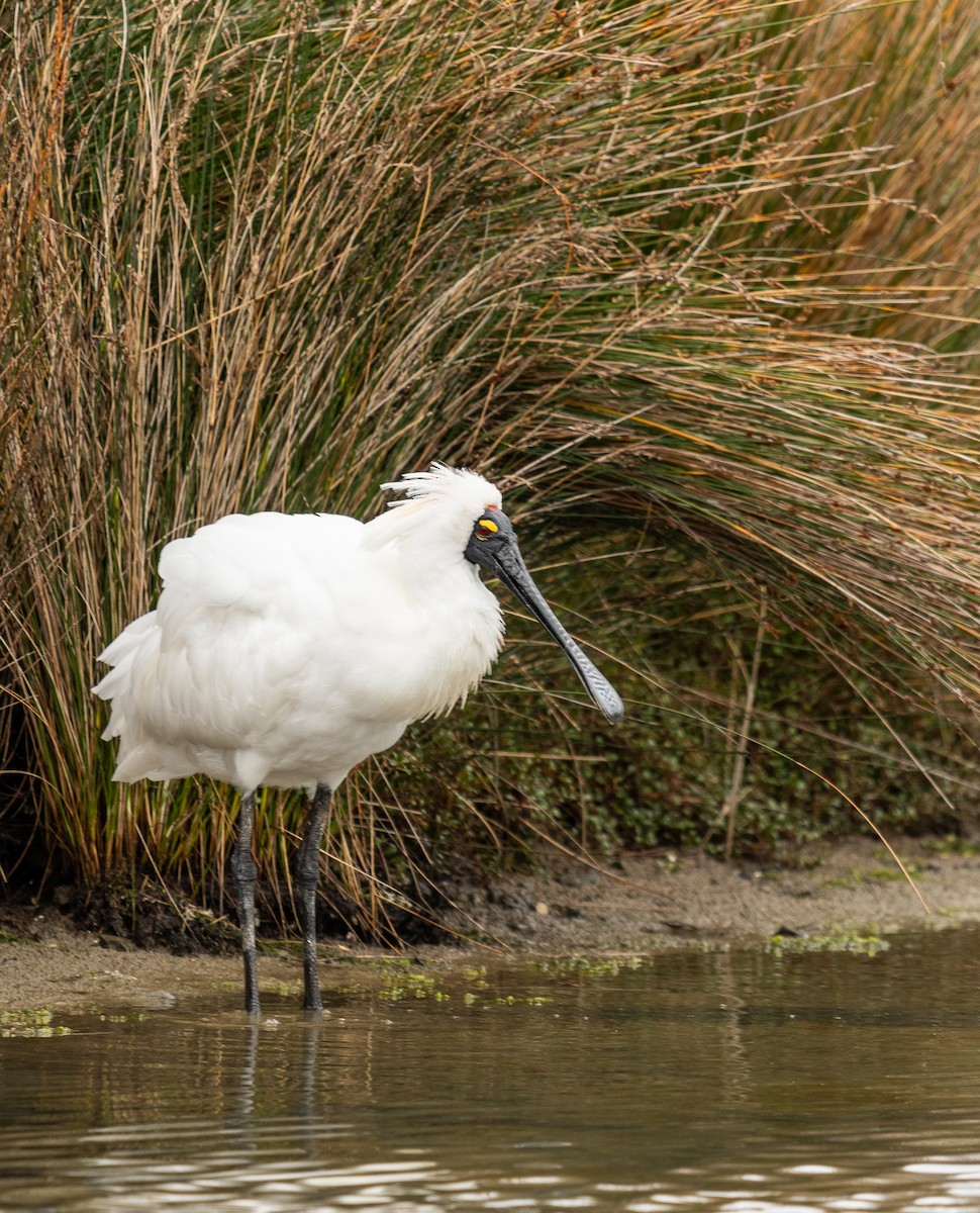 Royal Spoonbill - ML417771631