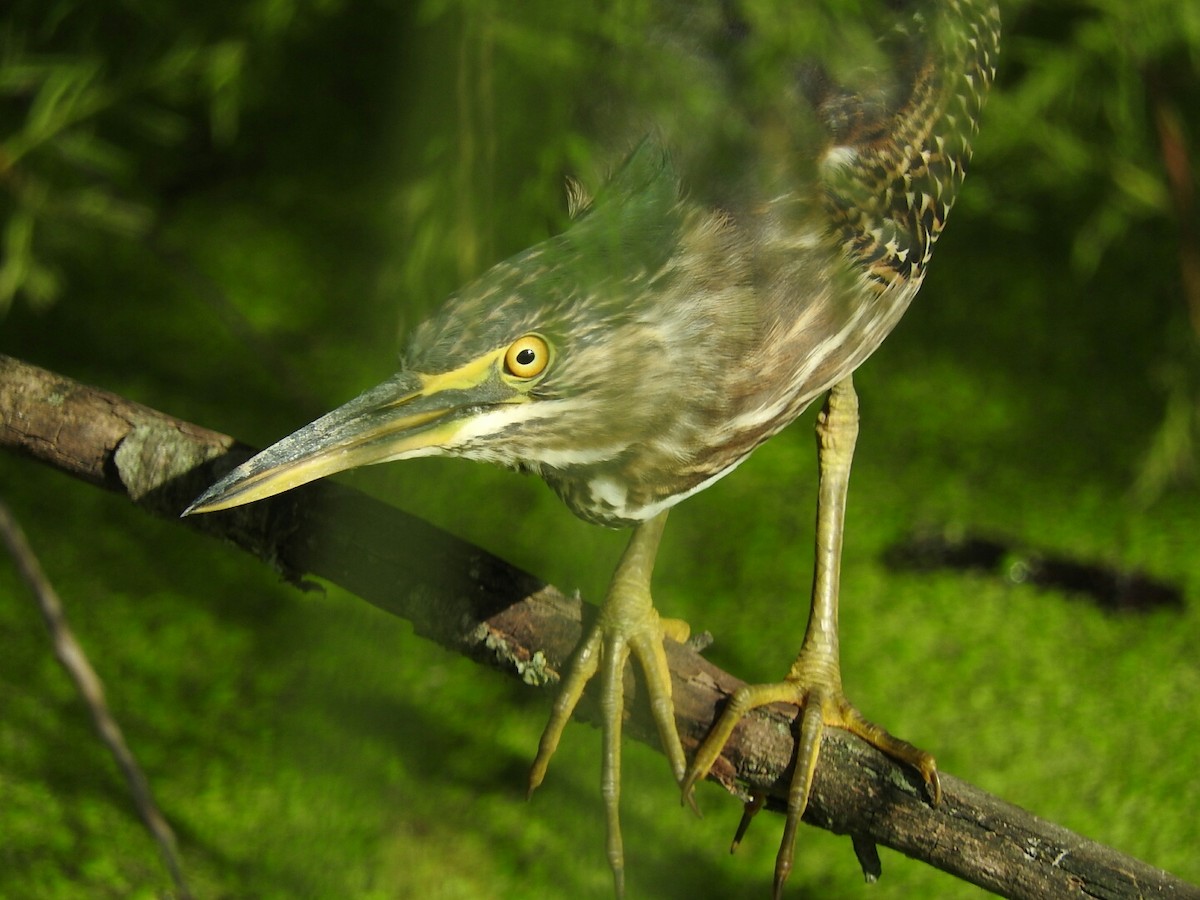 Striated Heron - ML417771801