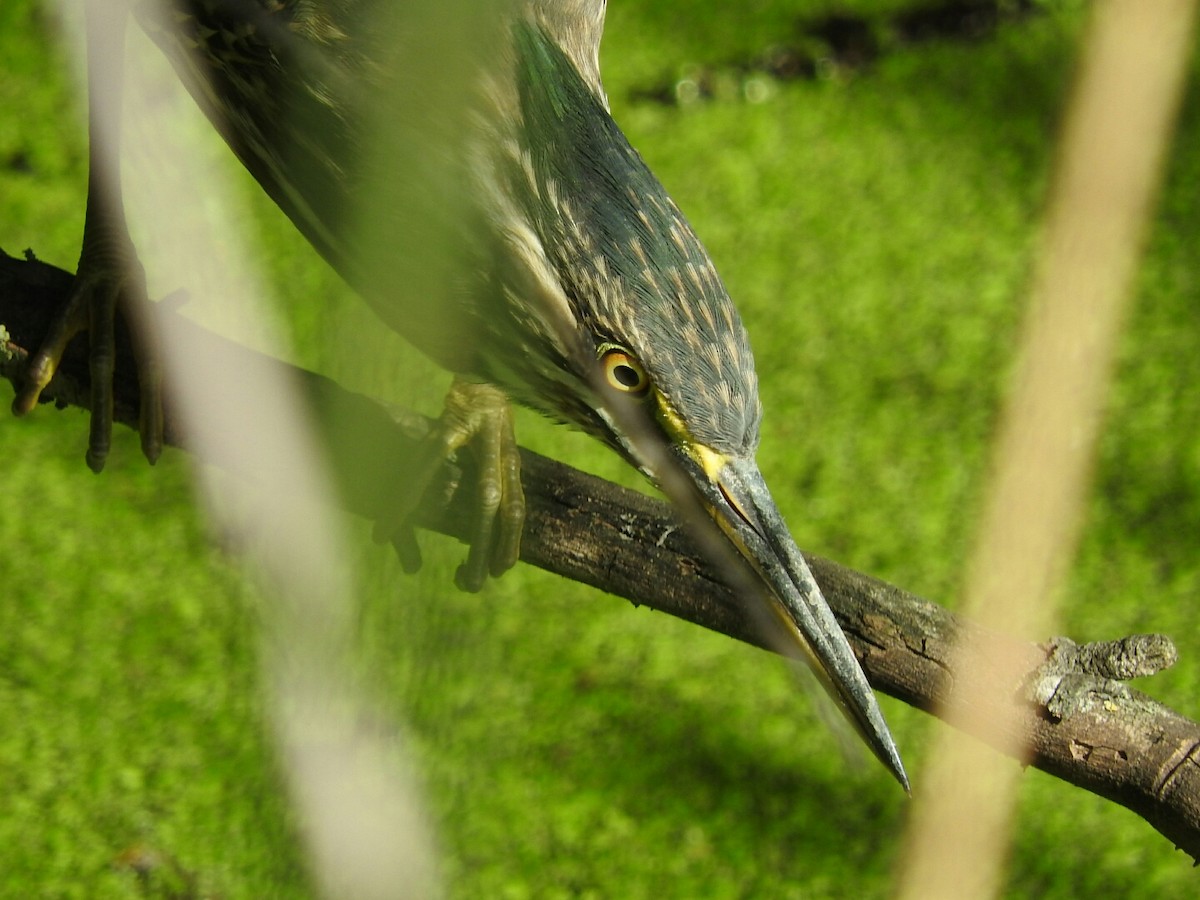 Striated Heron - ML417771811