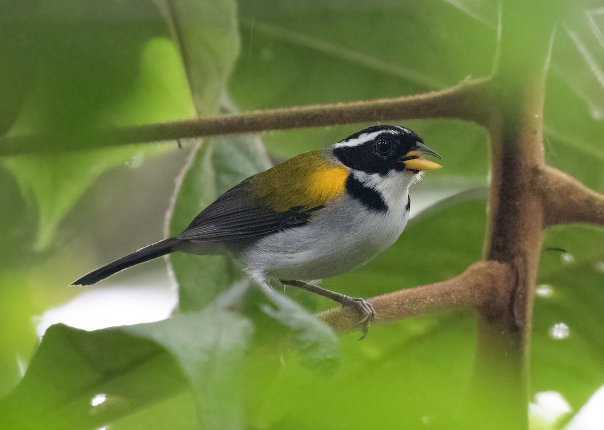 Pectoral Sparrow (Yellow-mandibled) - ML417772481
