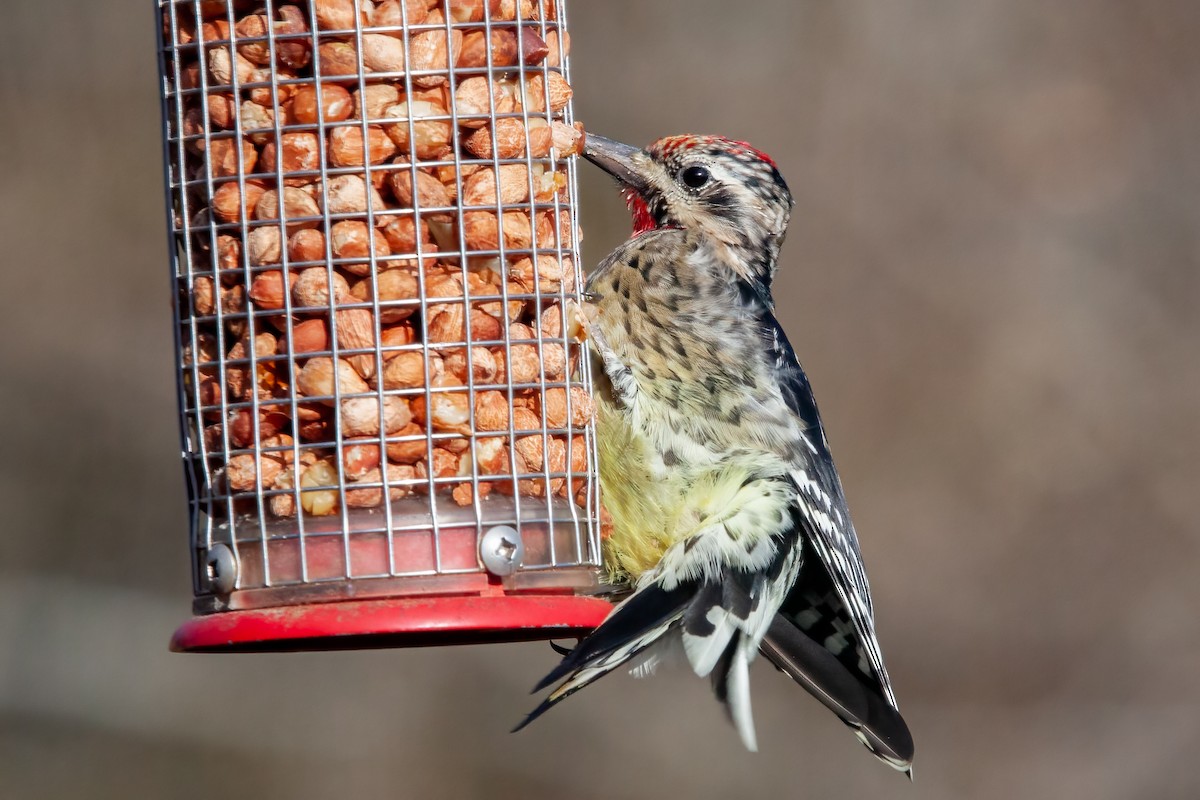 Yellow-bellied Sapsucker - Karl Laun