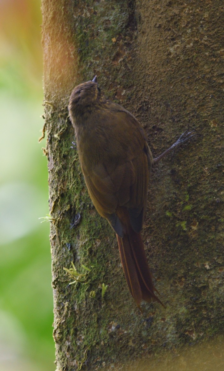 Wedge-billed Woodcreeper - ML417774871