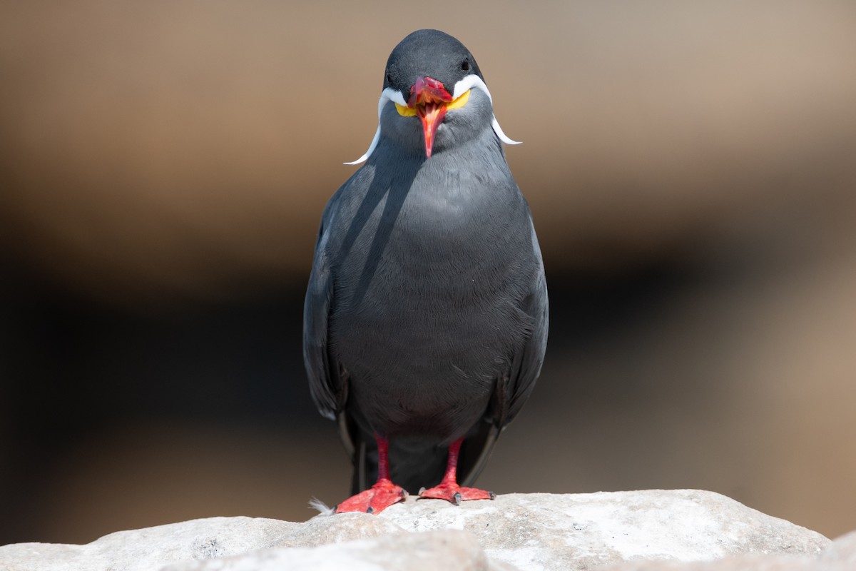 Inca Tern - Ben Lucking