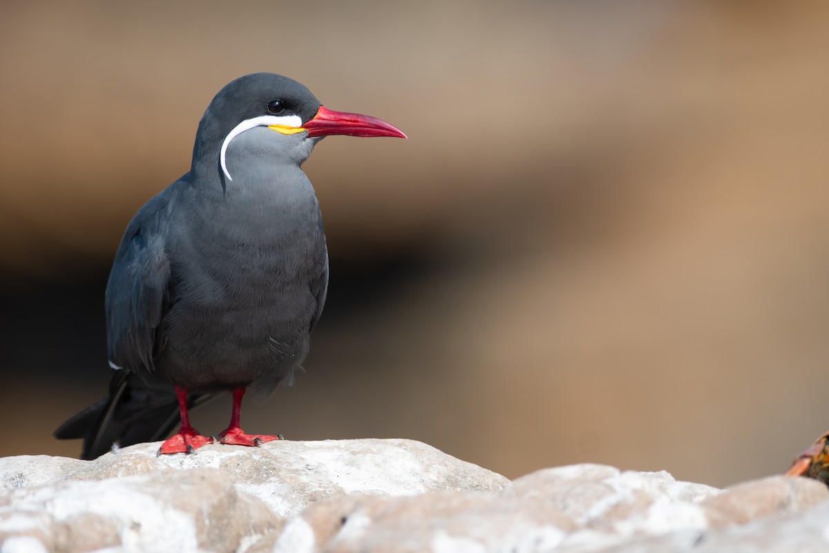 Inca Tern - Ben  Lucking