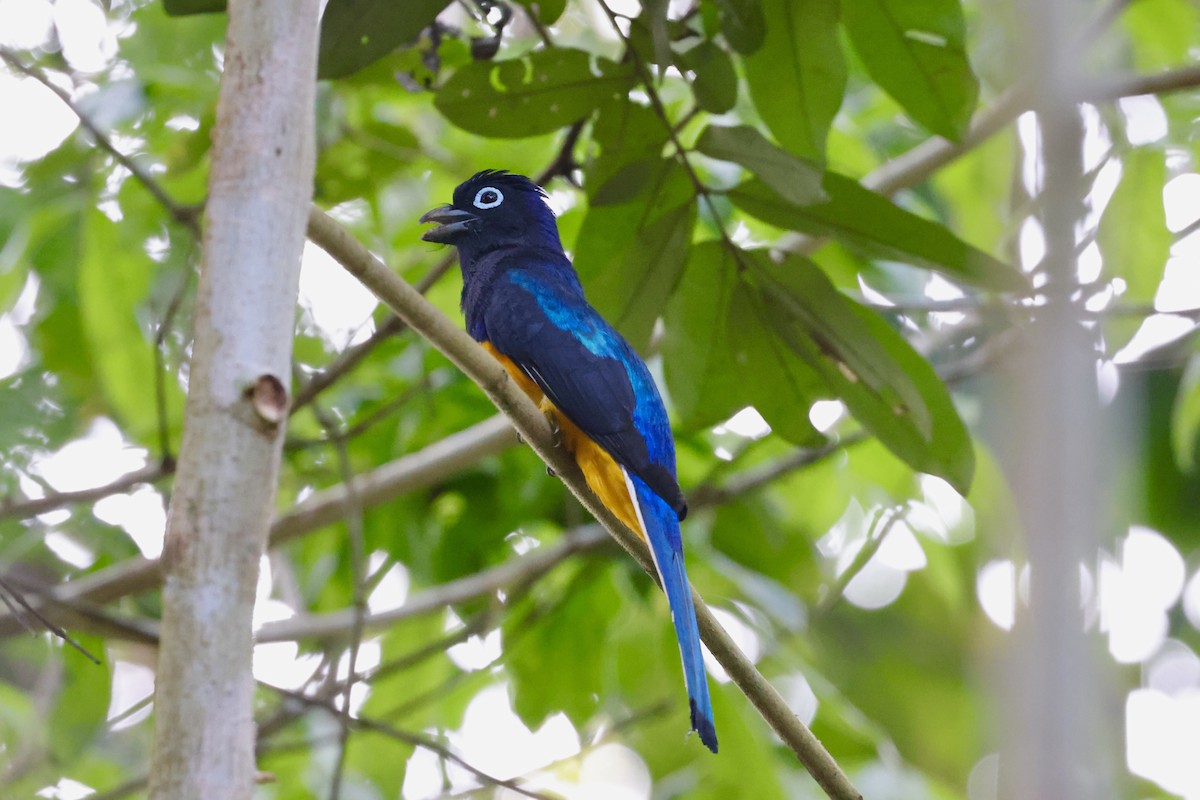 White-tailed Trogon - ML417775641