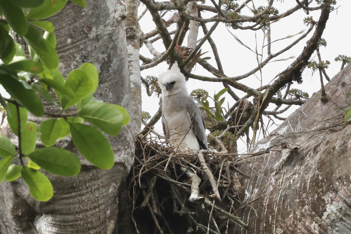 Harpy Eagle - ML417775871