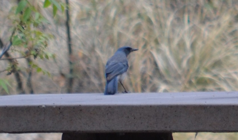Mexican Jay (Arizona) - ML41777671