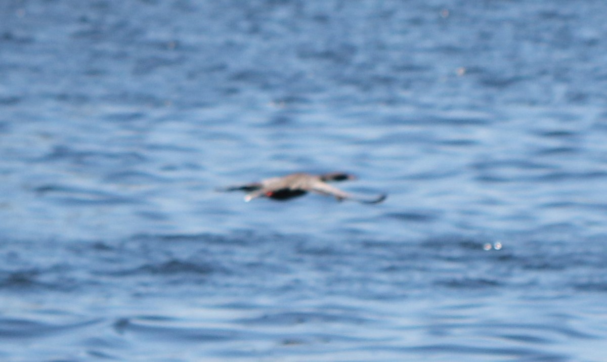 Red-legged Cormorant - ML417776841