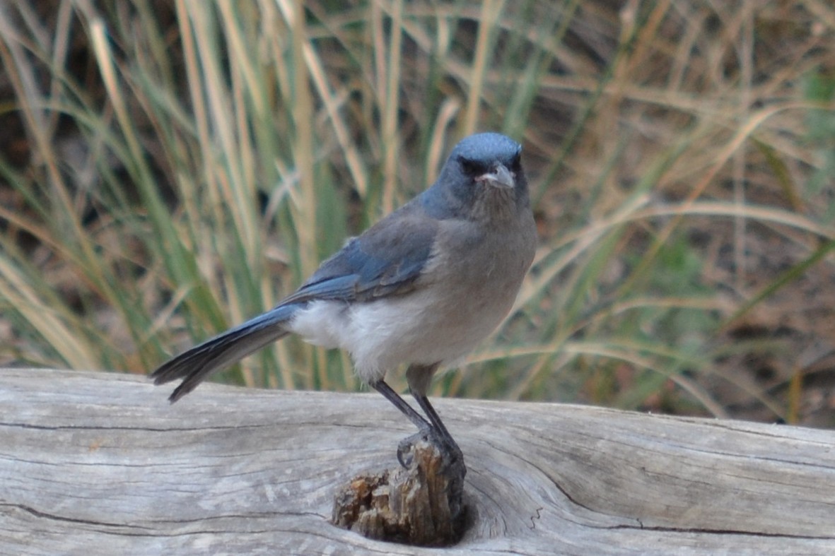 Mexican Jay (Arizona) - ML41777691