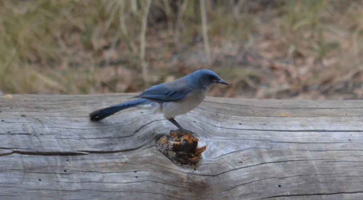 Mexican Jay (Arizona) - ML41777701