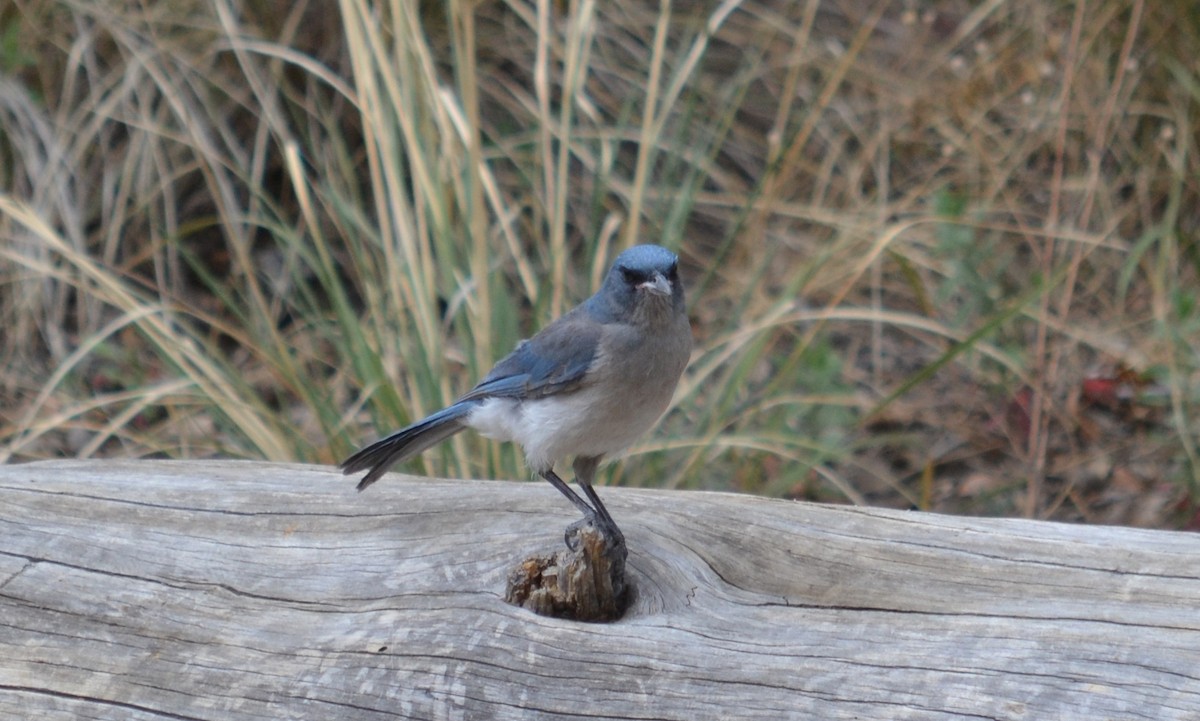 Mexican Jay (Arizona) - ML41777711