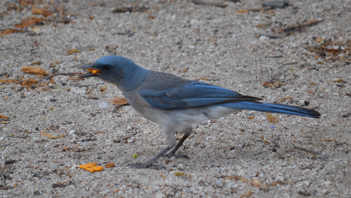 Mexican Jay (Arizona) - ML41777721