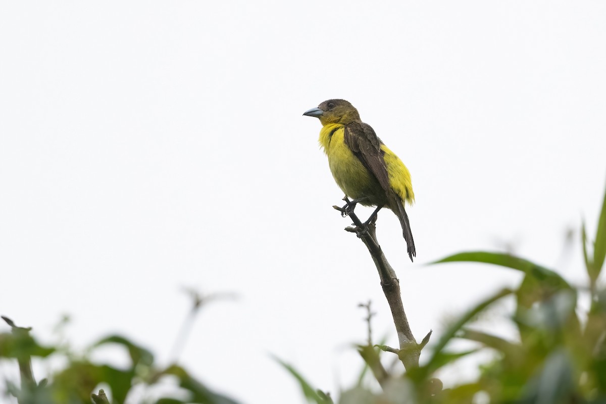 Flame-rumped Tanager - ML417778221