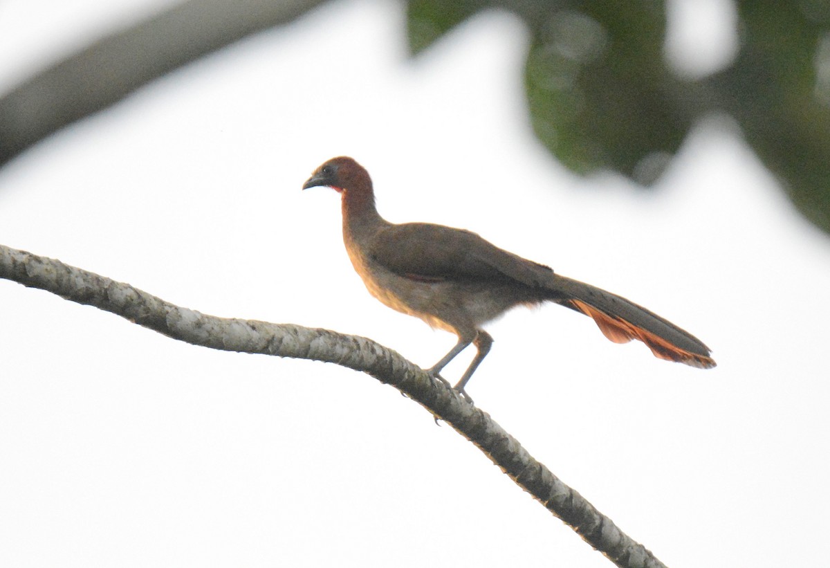 Rufous-headed Chachalaca - ML417778411