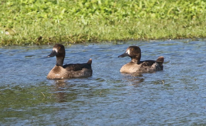 Tufted Duck - ML41777851