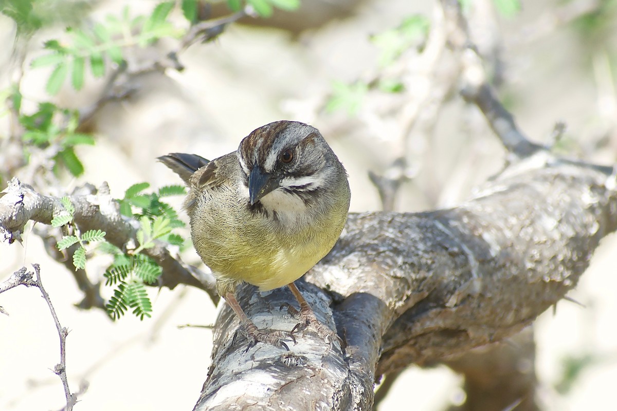 Zapata Sparrow - Roberto Jovel