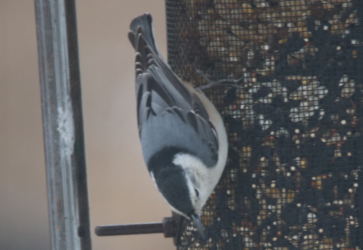 White-breasted Nuthatch - ML417779321