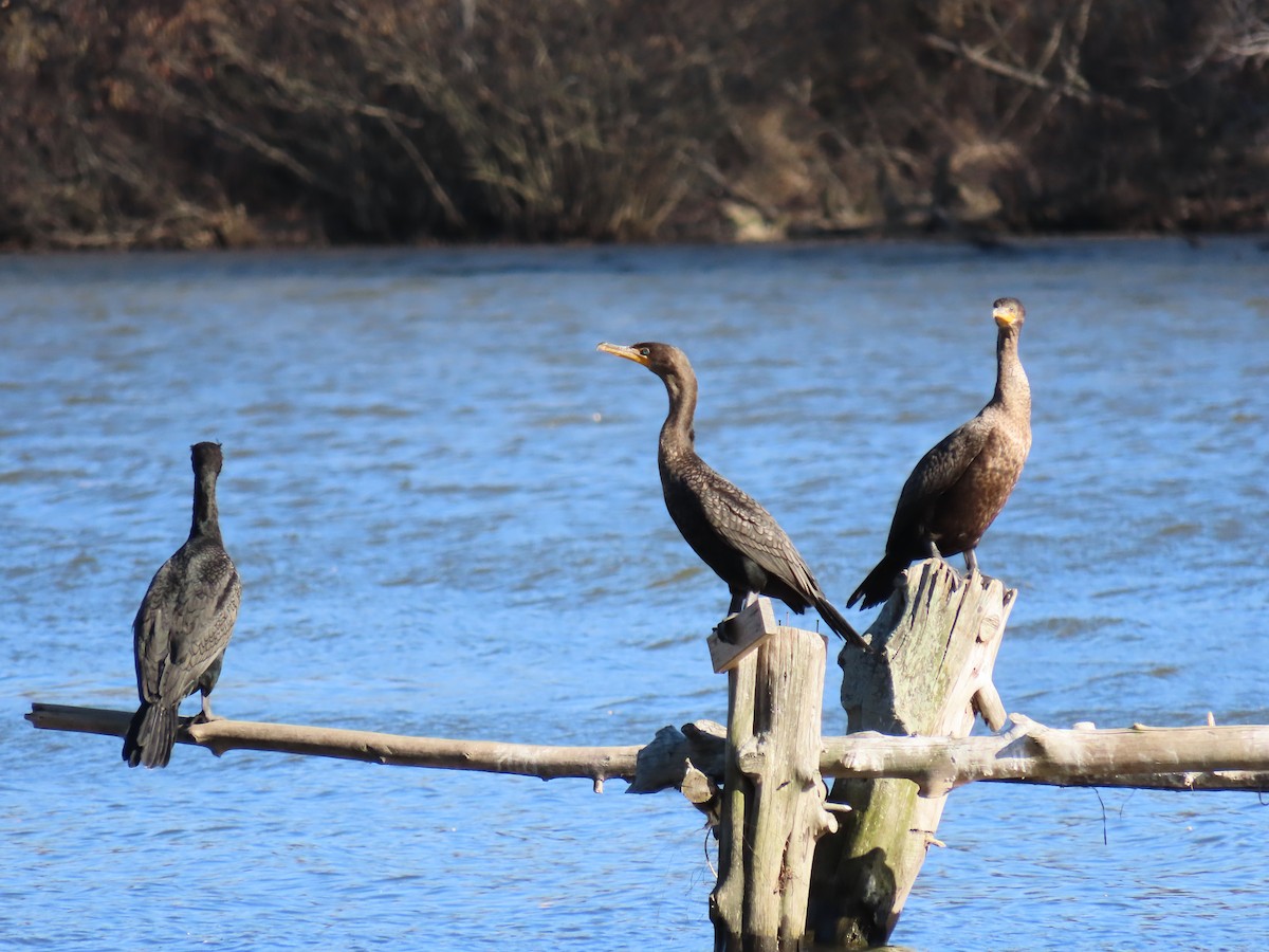 Cormoran à aigrettes - ML417779561