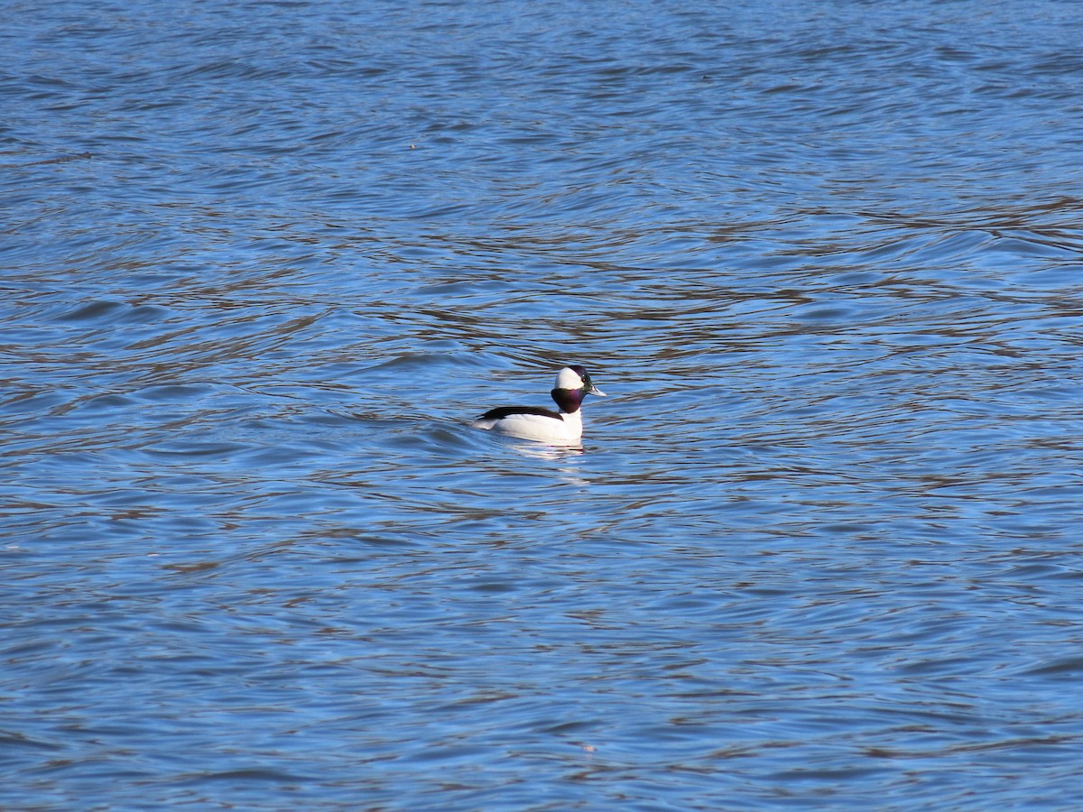 Bufflehead - TJ Byrd