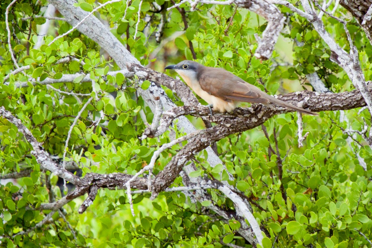 Dark-billed Cuckoo - Sue Wright