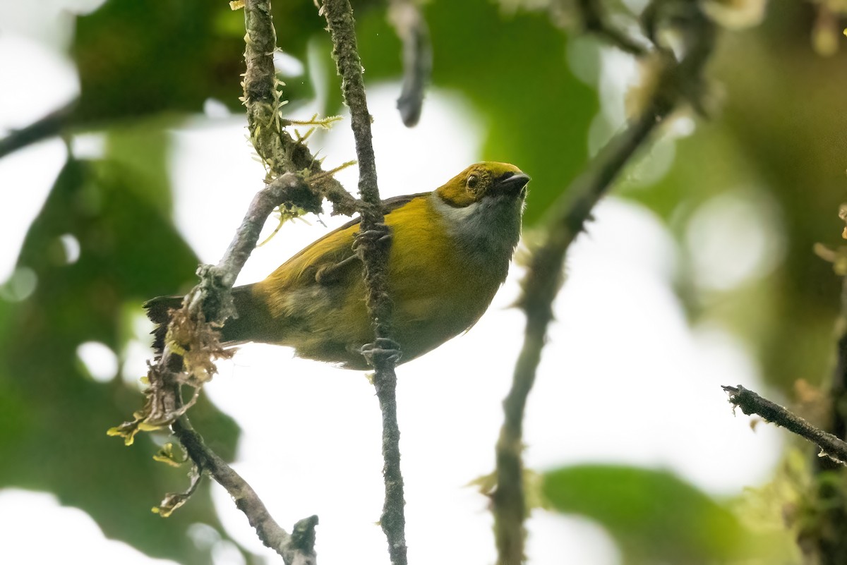 Silver-throated Tanager - ML417782231