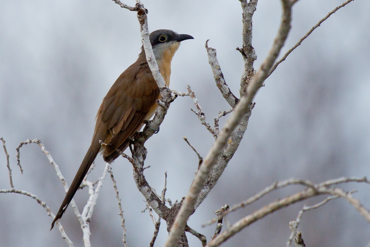 Dark-billed Cuckoo - ML417782321