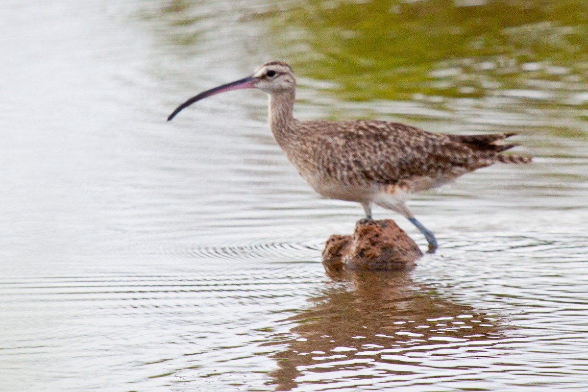 Whimbrel (Hudsonian) - ML417782501