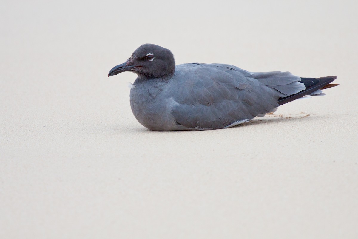 Gaviota Fuliginosa - ML417783211